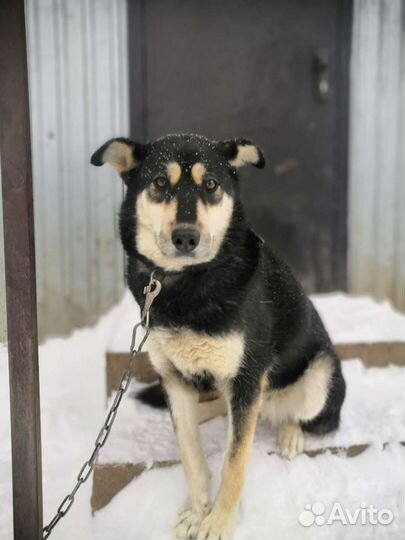 Восточноевропейская овчарка