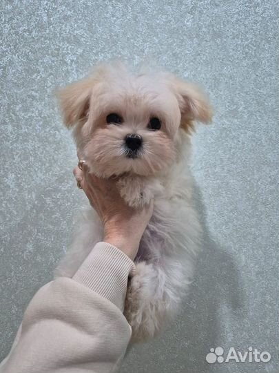 Мальтипу мини девочка