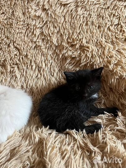 Котята сиамской кошки