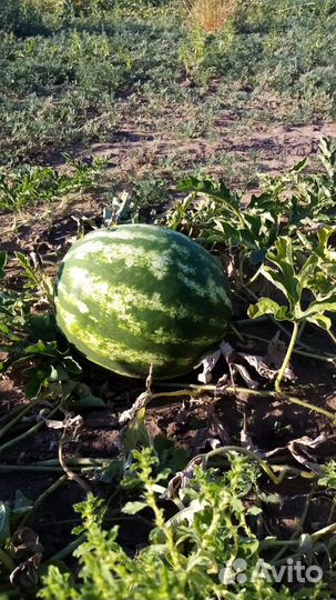 Арбуз оптом продать