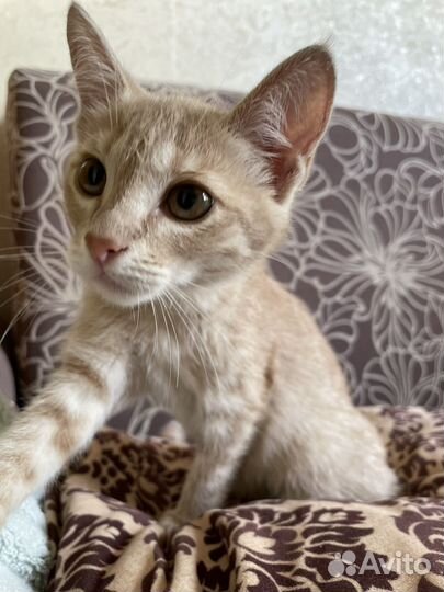 Котенок девочка бесплатно