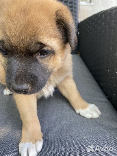 Отдам щенка в добрые руки