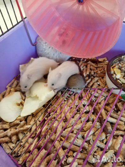 Сирийский хомяк малыши