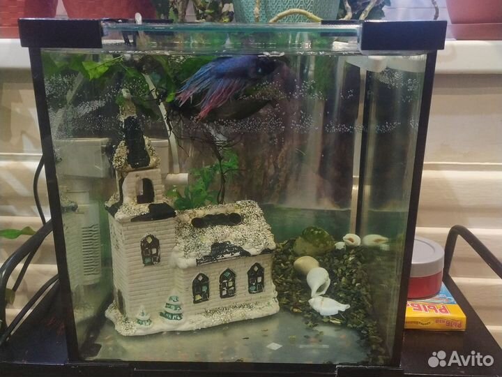 Аквариум