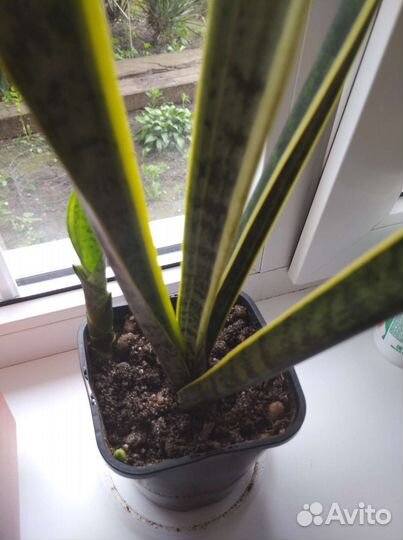 Сансевиерия Лауренти