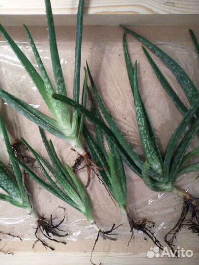 Алое вера лечебное детки