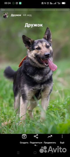 Собака в добрые руки