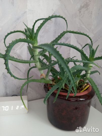 Алоэ древовидное