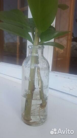 Замикулис-долоровое дерево