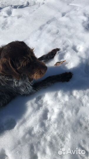 Дратхаар вязка