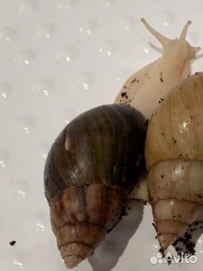 Улитки ахатины взрослые