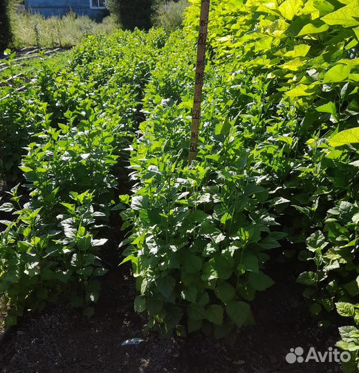 Гибискус древовидный