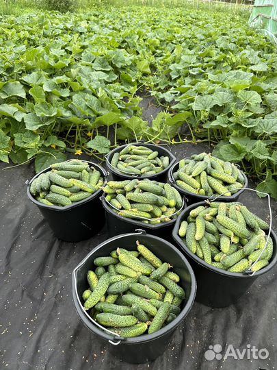 Брокколи, цветная, огурцы, помидоры