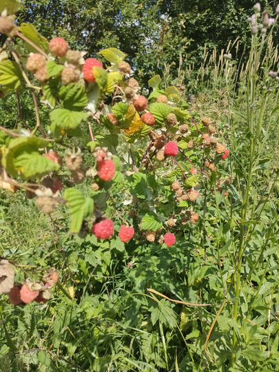 Участок 15 сот. (СНТ, ДНП)