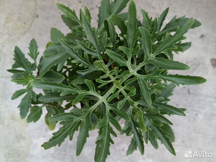 Каланхоэ Оленьи рожки