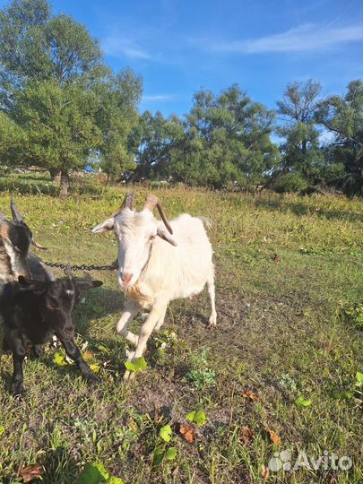 Коза дойная молочная