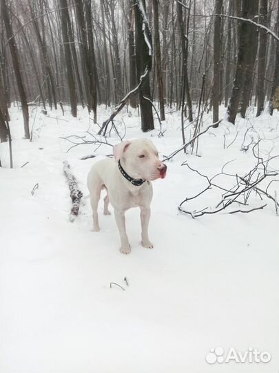 Американский питбультерьер