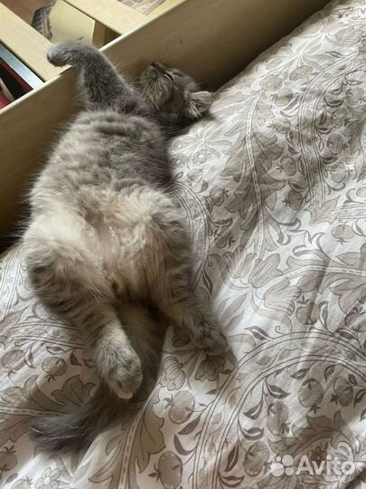 Домашние животные кот