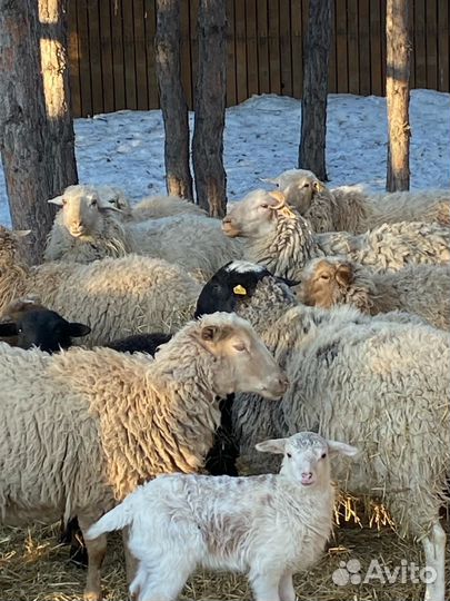 Баранина живым весом