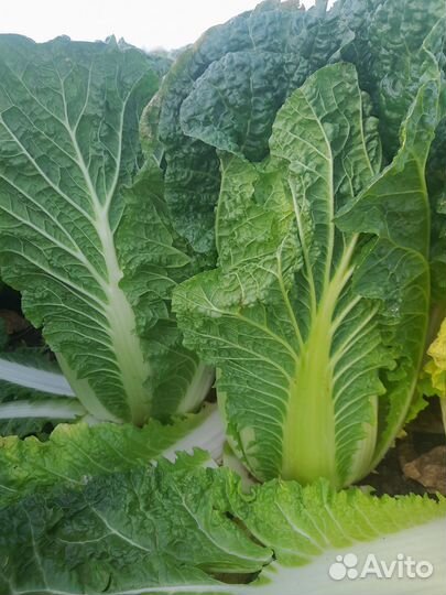 Пекинская капуста