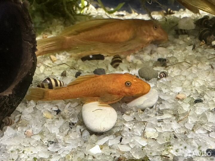 Анцитрус вуалевый, хелены,гуппи