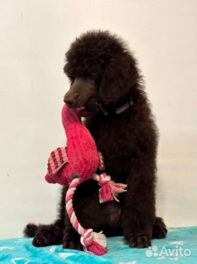 Большой пудель