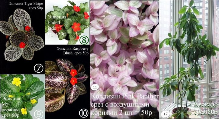 Алламанда филодендрон монстера