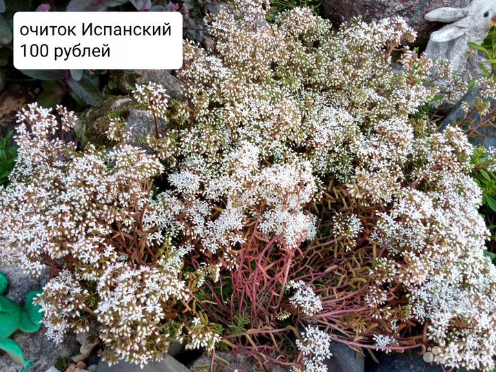 Растения для горки, почвопокровники, цена на фото