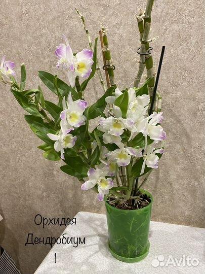 Орхидея дендробиум нобиле 3 в 1