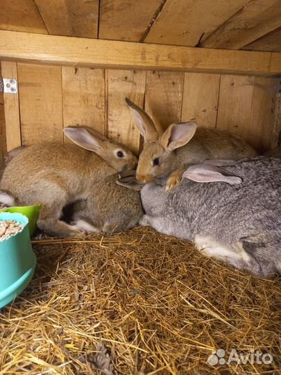 Кролик породы советская шиншила+серебро