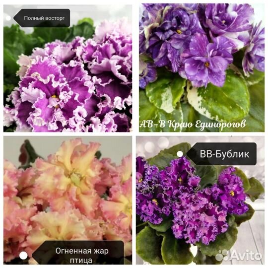 Фиалки сортовые детки и стартеры