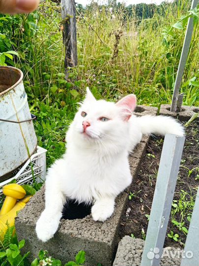 Кот крысолов