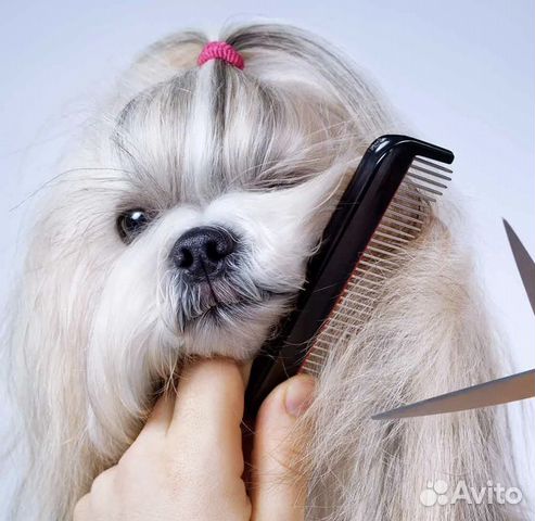 Грумер, стрижка кошек, собак всех пород