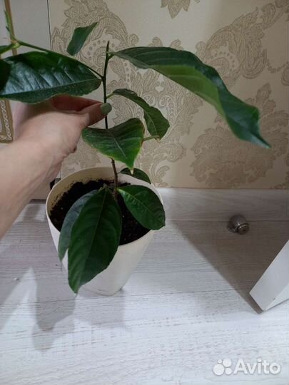 Джекфрут, индийское хлебное дерево