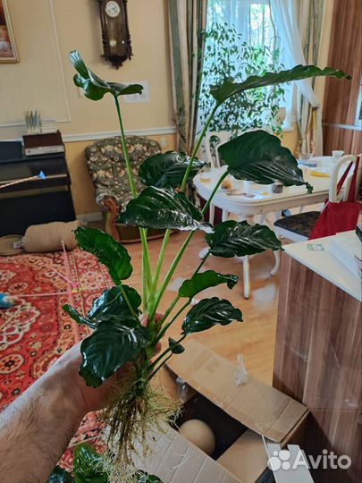 Анубиас растение для аквариума