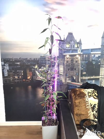 Комнатные цветы бамбук с подсветкой