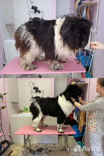 Груминг-экспресс линька