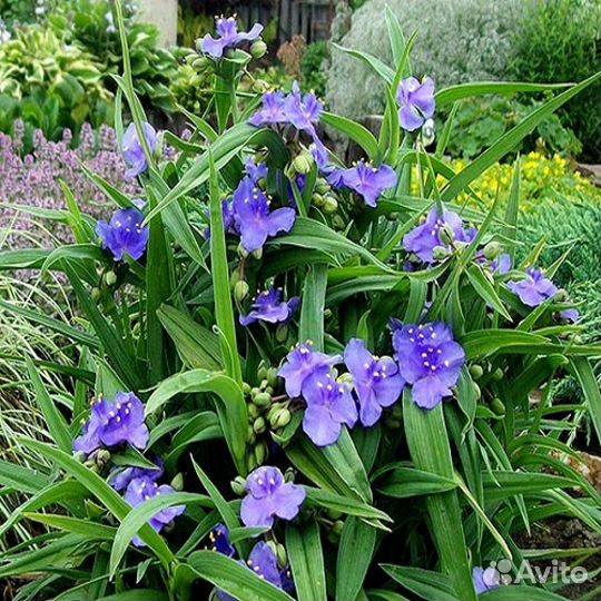 Садовые цветы, многолетники