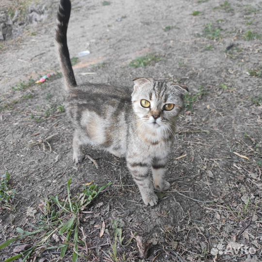 Найдена кошка