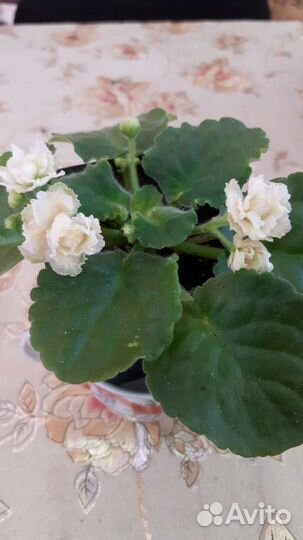 Детки,листья сортовых фиалок