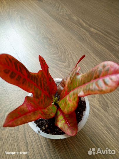 Комнатные цветы шефлера, кротон