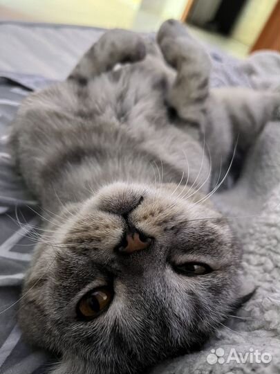 Шотладский вислоухий кот