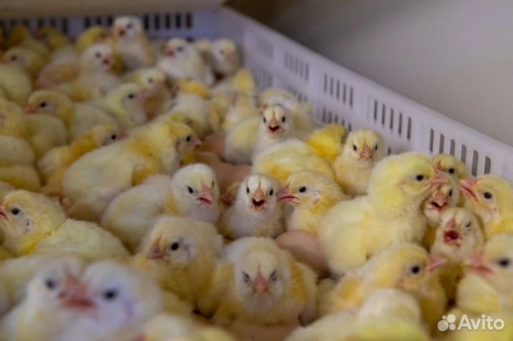 Цыплята бройлеры cobb 500 Испания