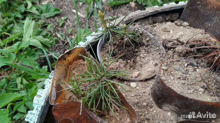 Саженцы сибирского кедра