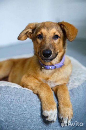 Щенок в добрые руки