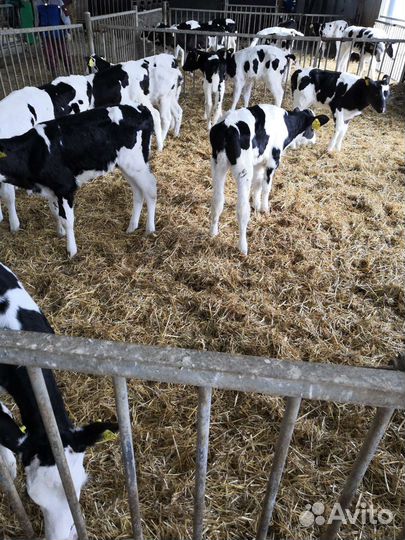 Телята бычки на откорм