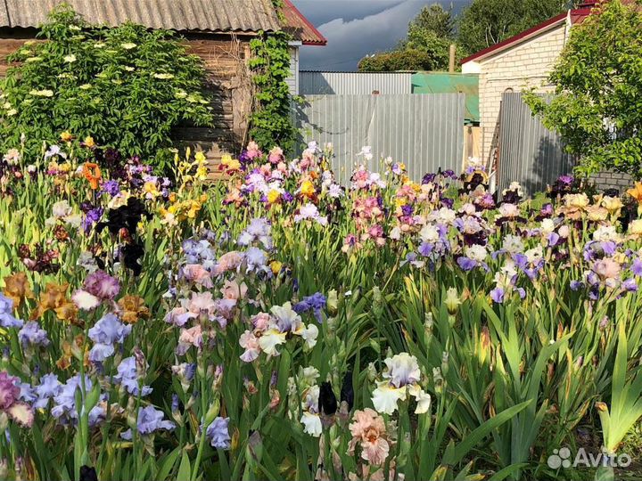 Ирисы коллекционные сорта