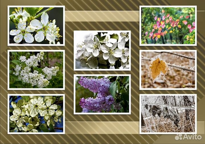 Цветение деревьев фотографии