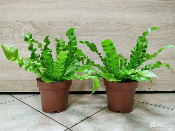 Папоротник асплениум