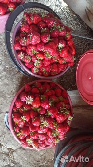 Свежая клубника